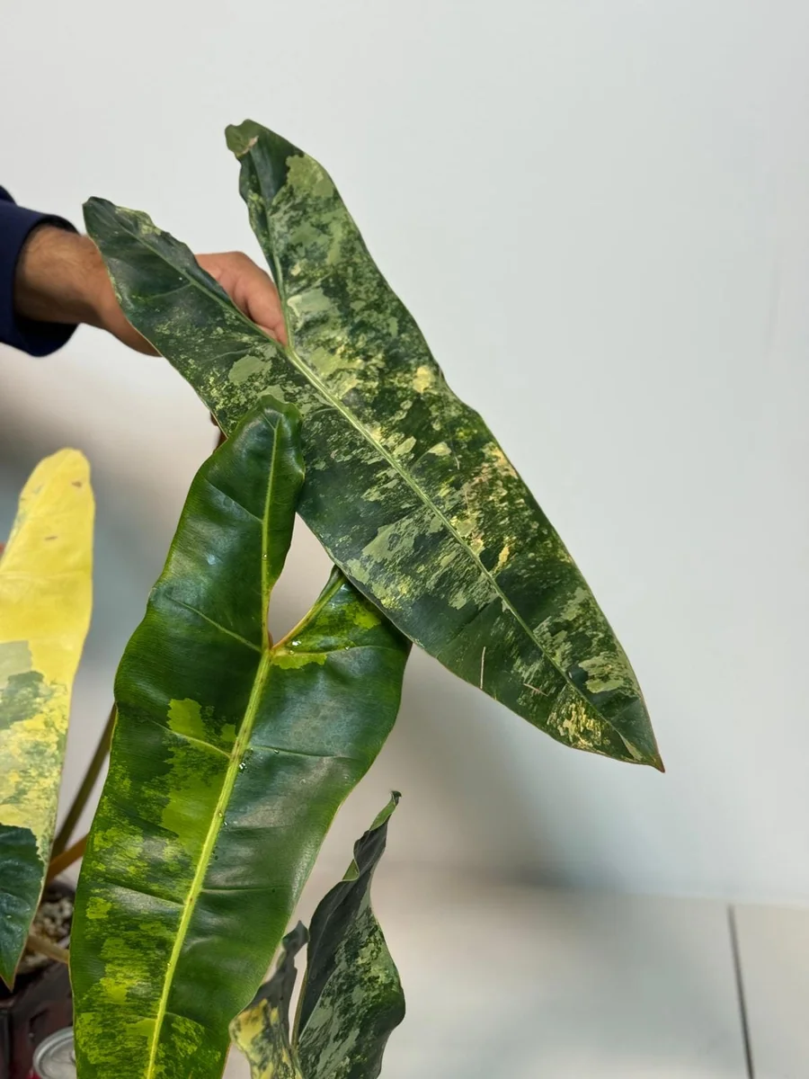 Philodendron Billietiae Variegated Live Plant – Rare Aroid Houseplant – Large Leaves – Collector Plant - Image 6