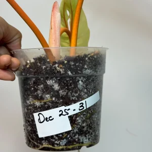 Philodendron Billietiae Variegated Live Plant – Rare Aroid Houseplant – Collector Plant - Image 7