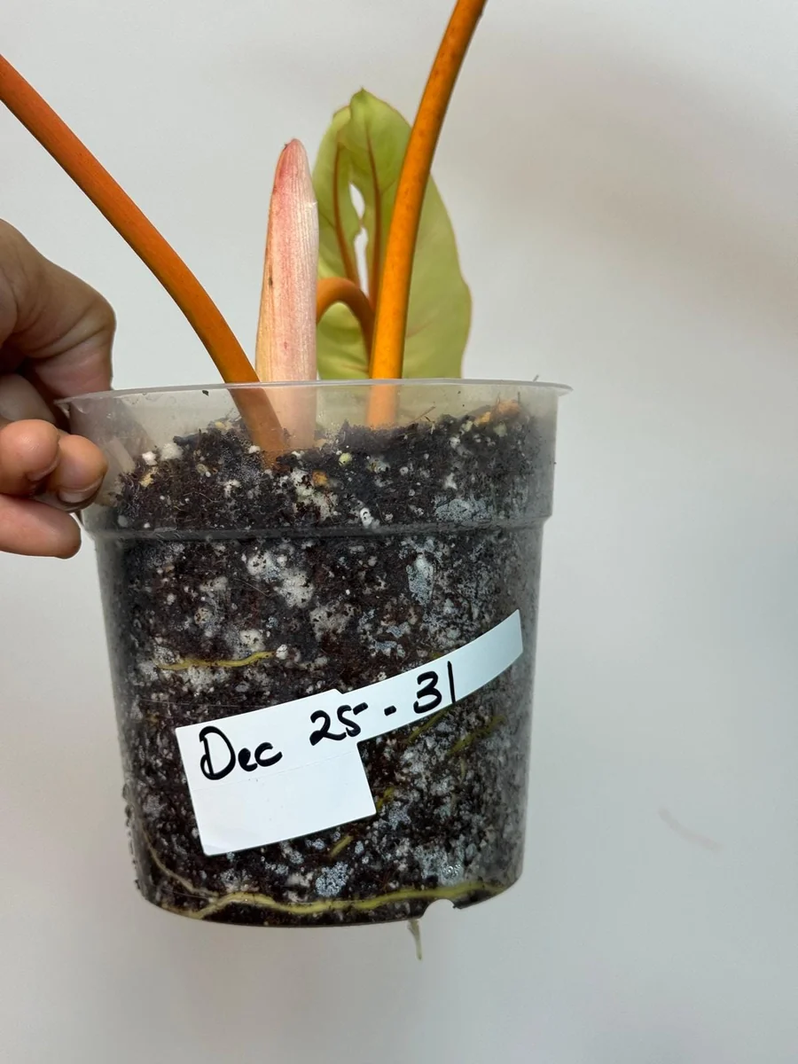 Philodendron Billietiae Variegated Live Plant – Rare Aroid Houseplant – Collector Plant - Image 7