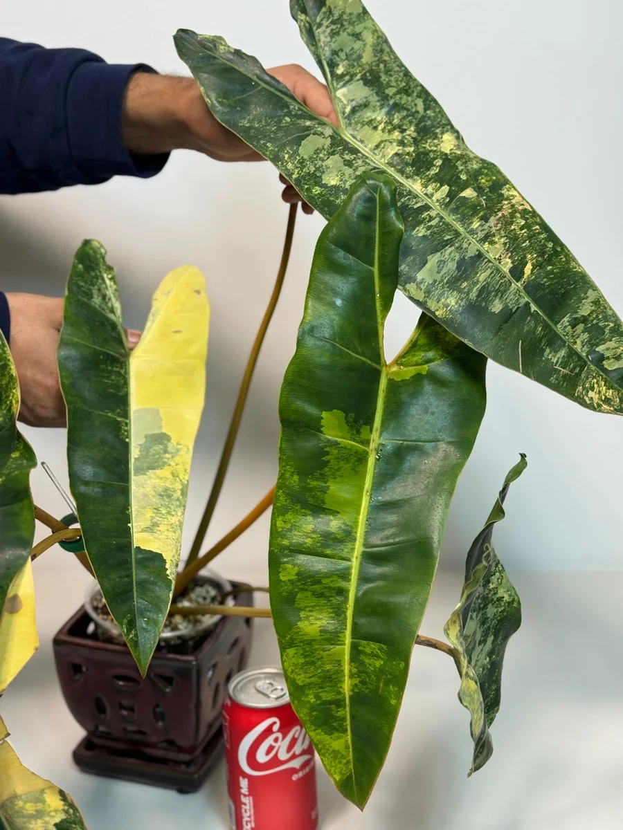 Philodendron Billietiae Variegated Live Plant – Rare Aroid Houseplant – Large Leaves – Collector Plant - Image 7