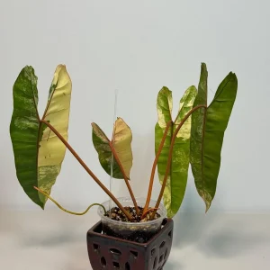 Philodendron Billietiae Variegated Live Plant – Rare Aroid Houseplant – Large Leaves - Image 8