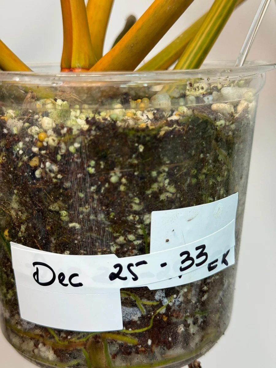 Philodendron Billietiae Variegated Live Plant – Rare Aroid Houseplant – Large Leaves – Collector Plant - Image 8