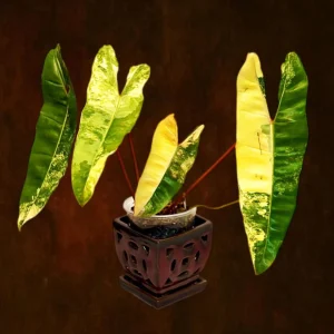 Philodendron Billietiae Variegated Live Plant – Rare Aroid Houseplant – Large Leaves - Image 1