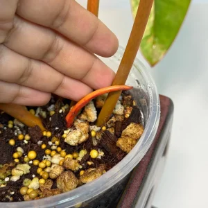 Philodendron Billietiae Variegated Live Plant – Rare Aroid Houseplant – Large Leaves - Image 9