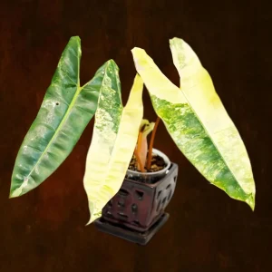 Philodendron Billietiae Variegated Live Plant – Rare Aroid Houseplant – Collector Plant - Image 1