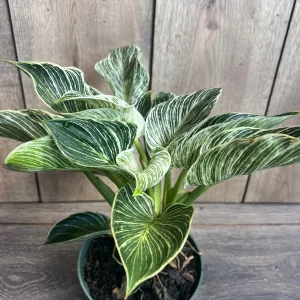 Philodendron Birkin Live Plant – Variegated Houseplant in 6 inch Pot – Indoor - Image 2