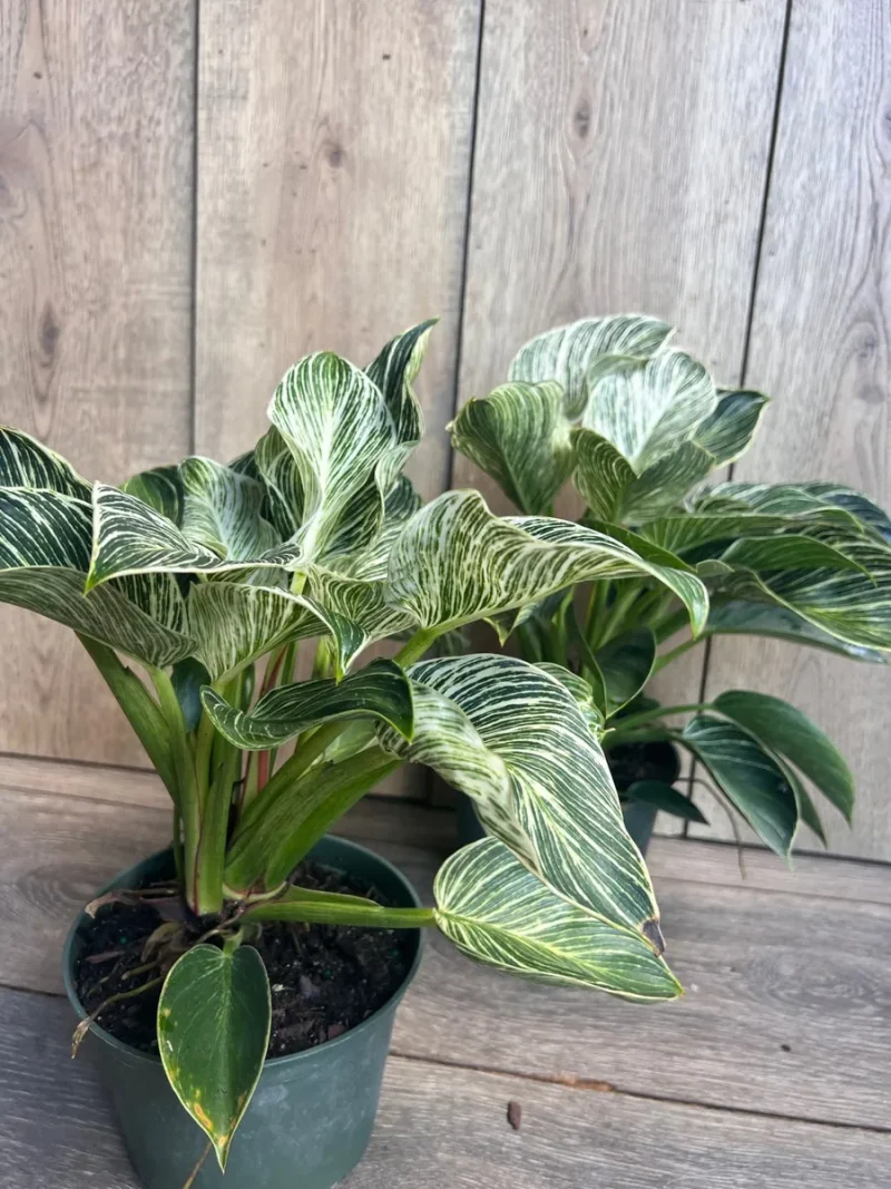 Altman Plants Philodendron Birkin Live House Plant in 6 in. White Textured Ceramic Pot