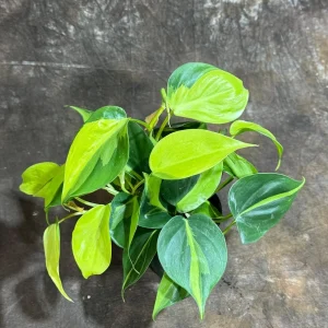 Philodendron Brasil Live Plant – 4 inch Nursery Pot – Vining Indoor Plant - Image 10