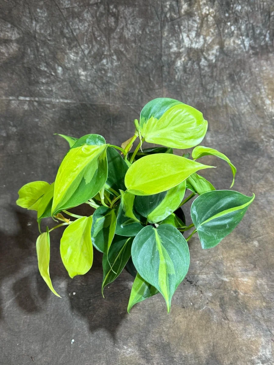 Philodendron Brasil Live Plant – 4 inch Nursery Pot – Vining Indoor Plant - Image 10