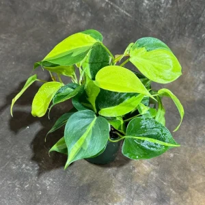 Philodendron Brasil Live Plant – 4 inch Nursery Pot – Vining Indoor Plant - Image 2