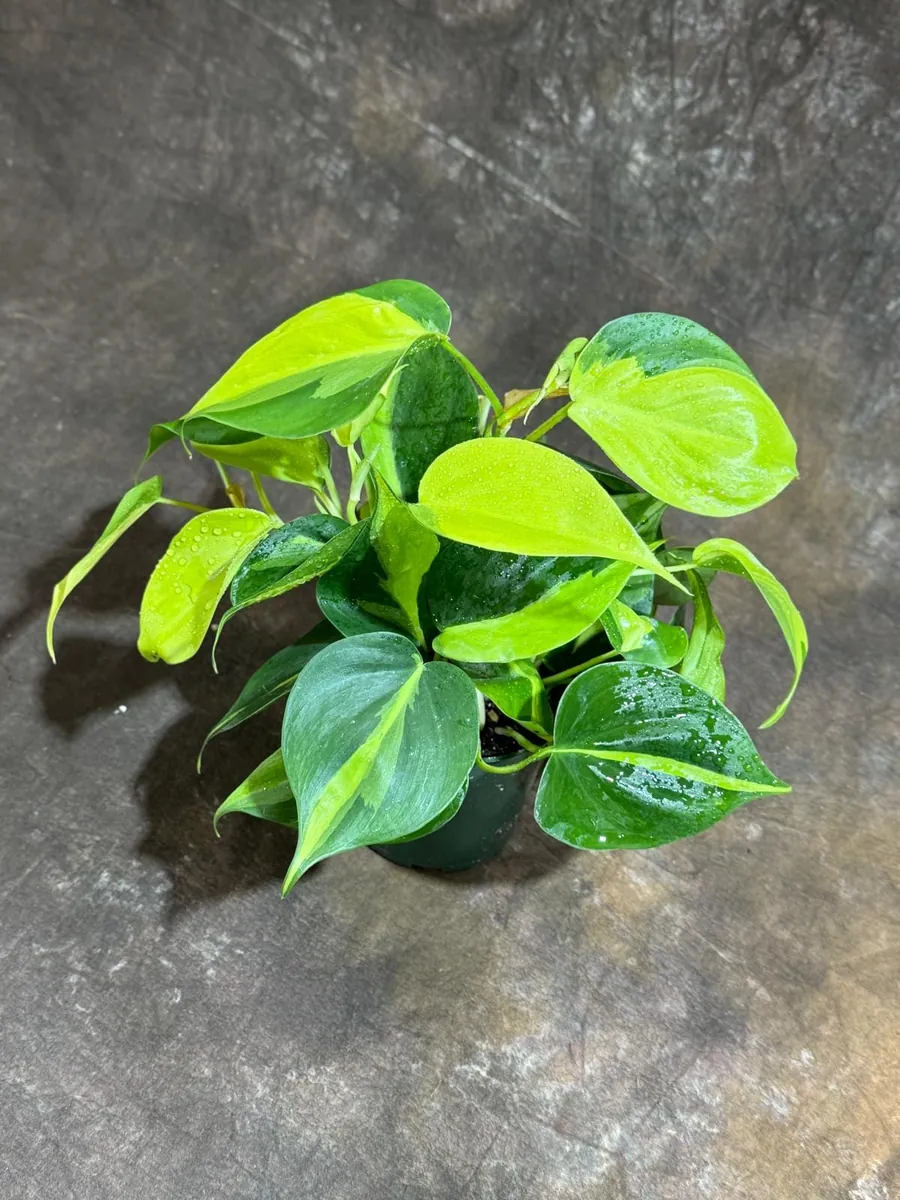 Philodendron Brasil Live Plant – 4 inch Nursery Pot – Vining Indoor Plant - Image 2