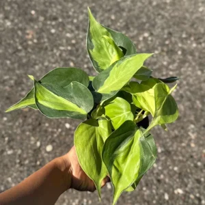 Philodendron Brasil Live Plant – 4 inch Nursery Pot – Vining Indoor Plant - Image 5