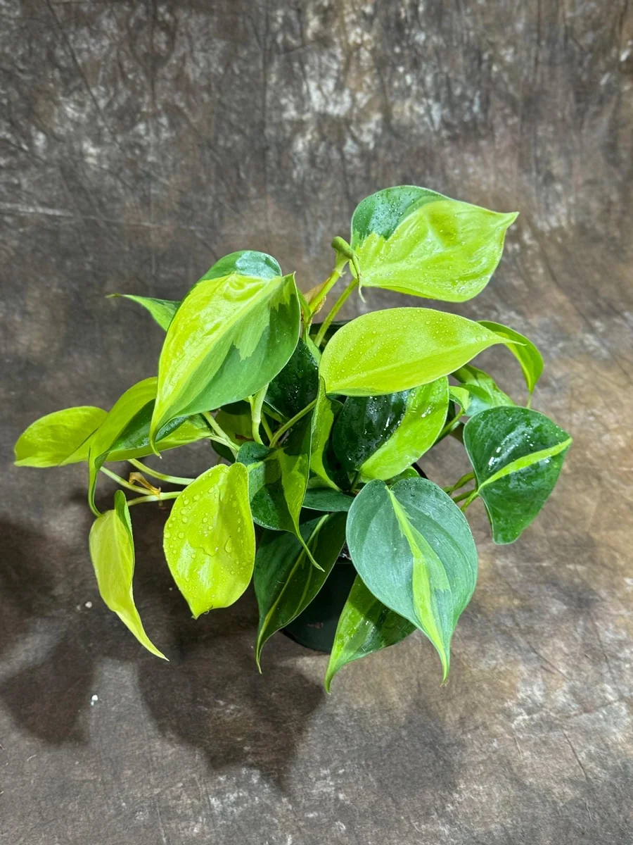 Philodendron Brasil Live Plant – 4 inch Nursery Pot – Vining Indoor Plant - Image 5