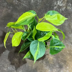 Philodendron Brasil Live Plant – 4 inch Nursery Pot – Vining Indoor Plant - Image 6
