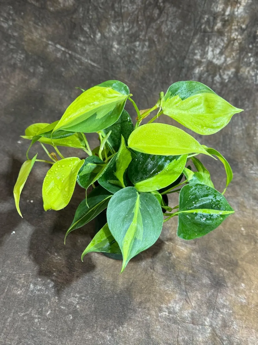 Philodendron Brasil Live Plant – 4 inch Nursery Pot – Vining Indoor Plant - Image 6