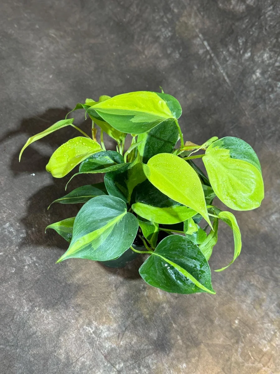 Philodendron Brasil Live Plant – 4 inch Nursery Pot – Vining Indoor Plant - Image 7