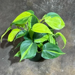 Philodendron Brasil Live Plant – 4 inch Nursery Pot – Vining Indoor Plant - Image 8