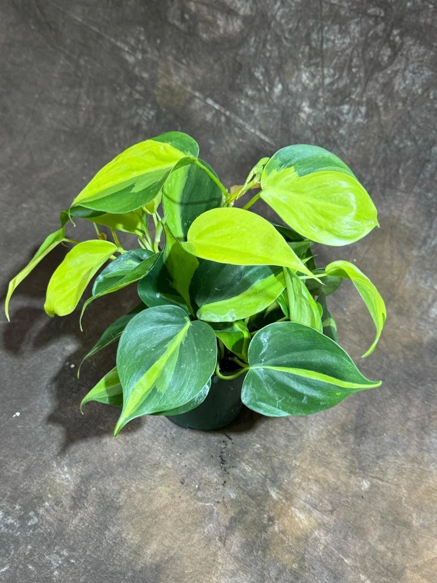 Philodendron Brasil Live Plant – 4 inch Nursery Pot – Vining Indoor Plant - Image 8