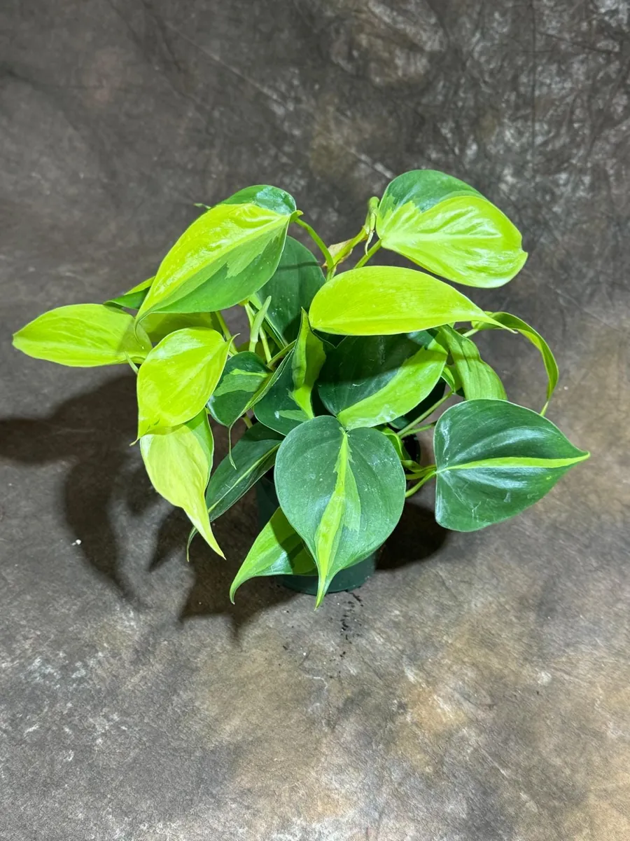 Philodendron Brasil Live Plant – 4 inch Nursery Pot – Vining Indoor Plant - Image 9