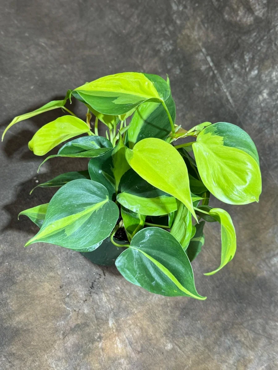 Philodendron Brasil Live Plant – 4 inch Nursery Pot – Vining Indoor Plant - Image 1