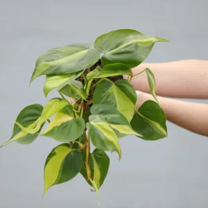 Philodendron Brasil Live Plant – Variegated Houseplant – 4 inch Nursery Pot – Low Light Indoor - Image 3