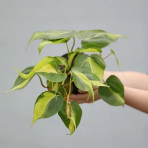 Philodendron Brasil Live Plant – Variegated Houseplant – 4 inch Nursery Pot – Low Light Indoor - Image 4