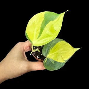 Philodendron Brasil Starter Plant - Live Houseplant - 1.5" Nursery Pot - Image 2