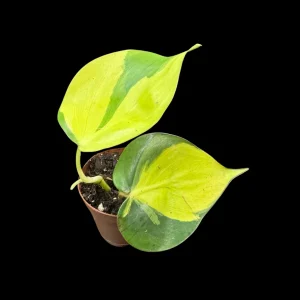 Philodendron Brasil Starter Plant - Live Houseplant - 1.5" Nursery Pot - Image 1