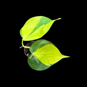 Philodendron Brasil Starter Plant - Live Houseplant - 1.5