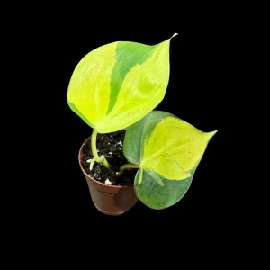 Philodendron Brasil Starter Plant - Live Houseplant - 1.5