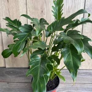 Philodendron Deja Vu Live Plant – 6 inch Pot – Indoor Houseplant - Image 3