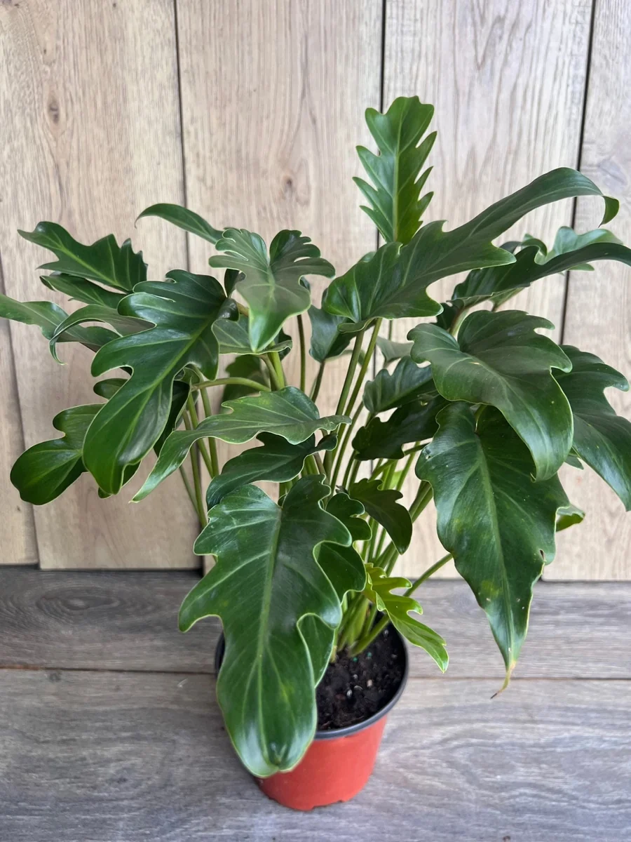 Philodendron Deja Vu Live Plant – 6 inch Pot – Indoor Houseplant - Image 3
