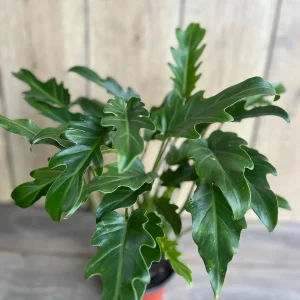 Philodendron Deja Vu Live Plant – 6 inch Pot – Indoor Houseplant - Image 1