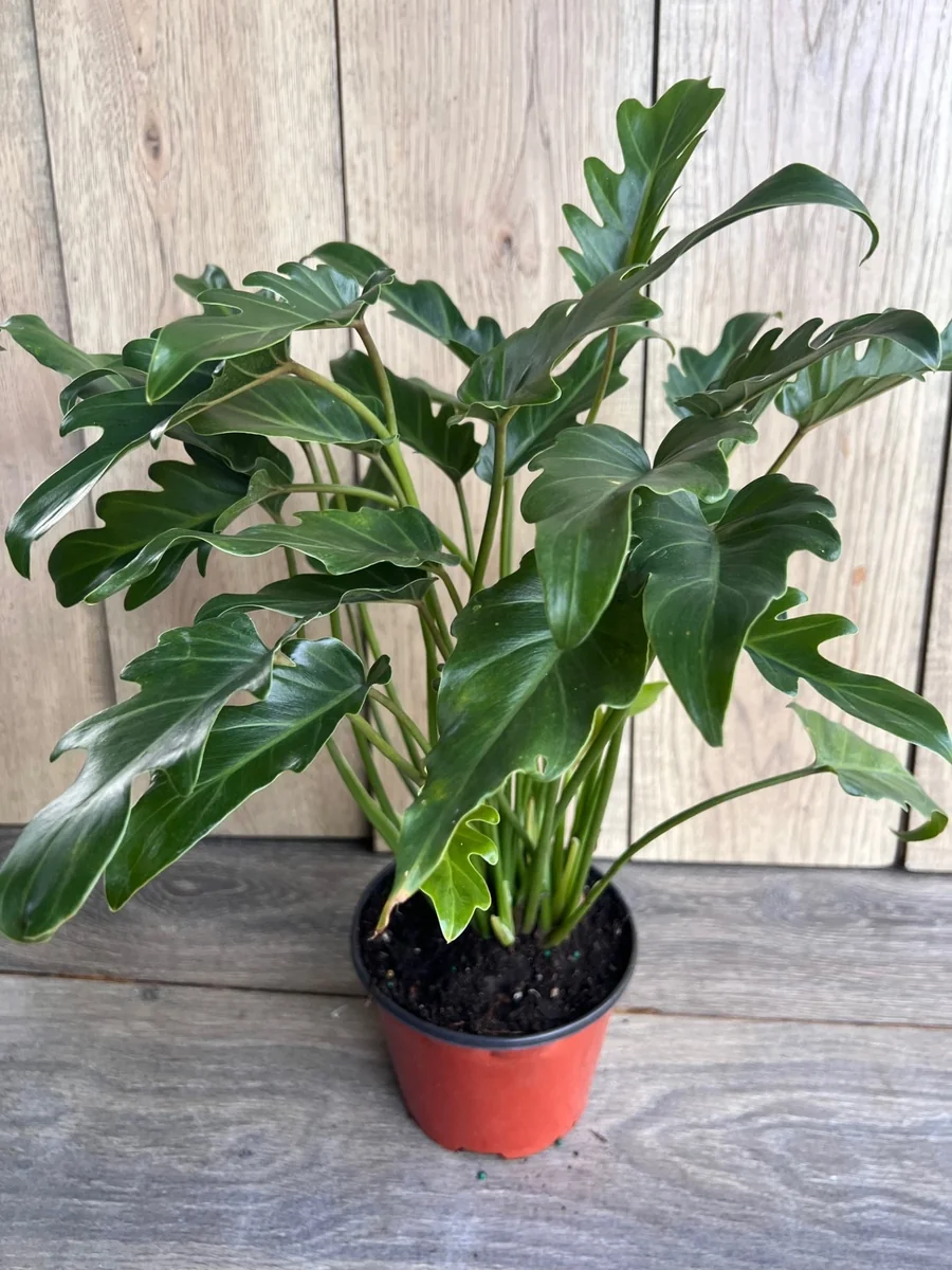 Philodendron Deja Vu Live Plant – 6 inch Pot – Indoor Houseplant - Image 4