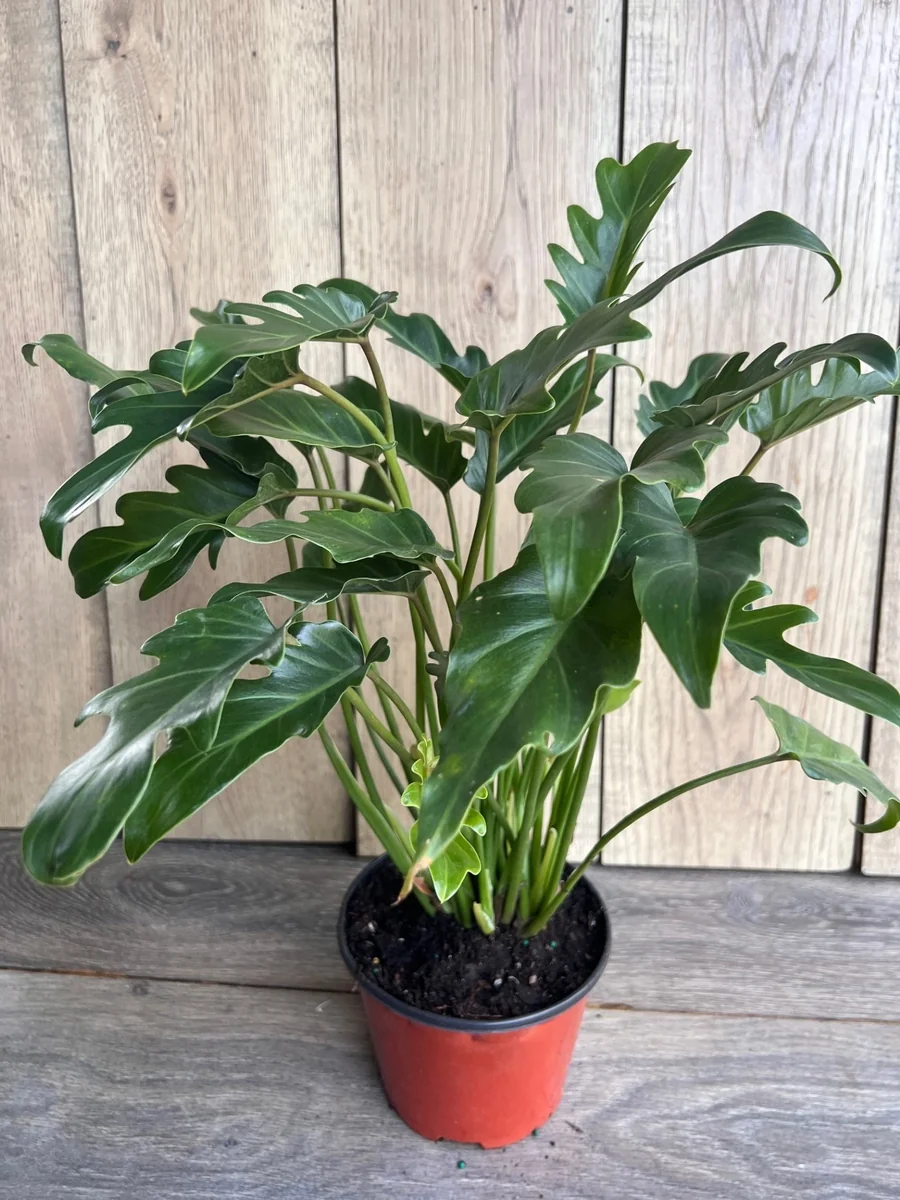 Philodendron Deja Vu Live Plant – 6 inch Pot – Indoor Houseplant - Image 5