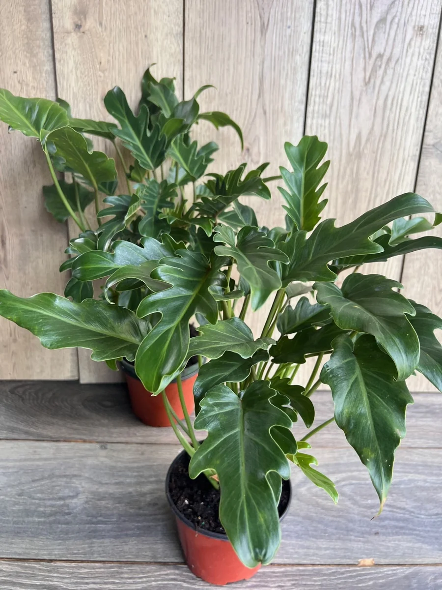 Philodendron Deja Vu Live Plant – 6 inch Pot – Indoor Houseplant - Image 6