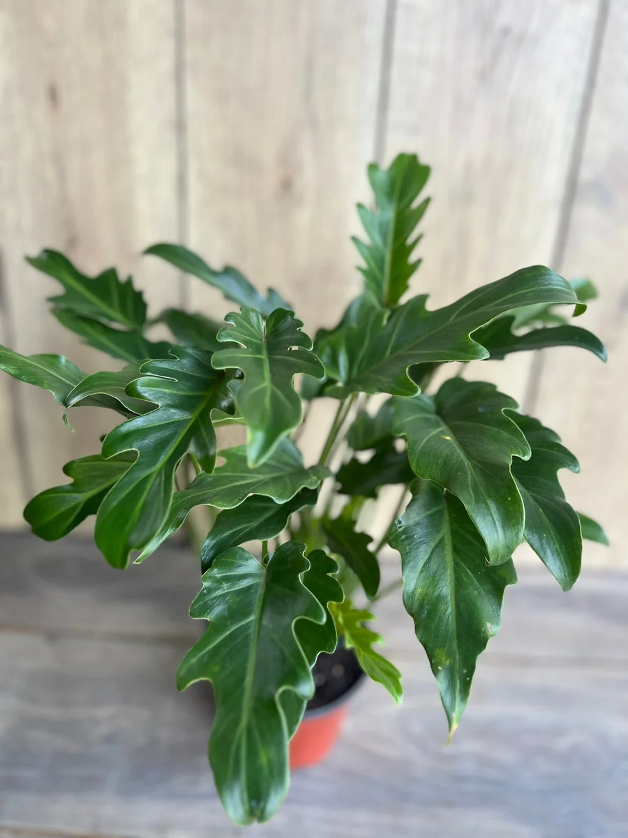 Philodendron Deja Vu Live Plant – 6 inch Pot – Indoor Houseplant - Image 1