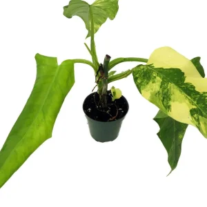 Philodendron Domesticum Variegated Live Plant - 4" Pot - Indoor Houseplant - Image 2