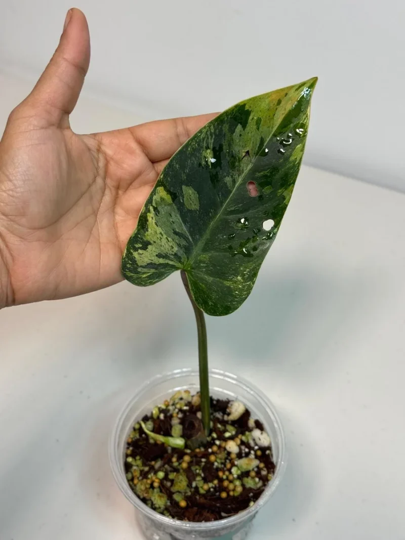 philodendron giganteum marble Philodendron Giganteum Marble Blizzard Variegated main image 1