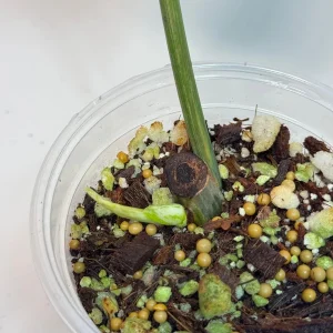 Philodendron Emerald Queen Variegated Live Plant - Tropical Houseplant - Image 5