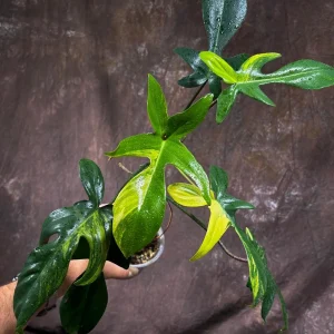 Philodendron Florida Beauty Live Plant – Variegated Indoor Houseplant - Image 2