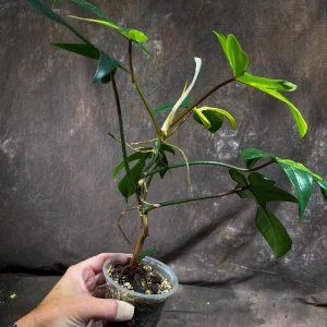 Philodendron Florida Beauty Live Plant – Variegated Indoor Houseplant - Image 3