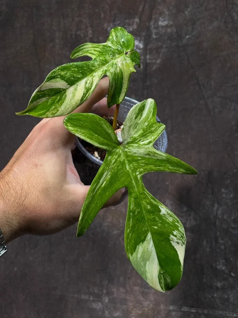Variegated Philodendron Florida Beauty Live Plant | Rare Aroid