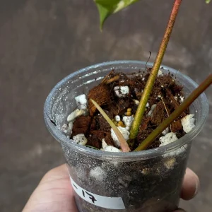 Philodendron Florida Beauty Variegated Live Plant | Rare Houseplant - Image 4