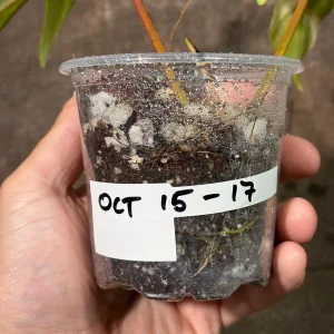 Philodendron Florida Beauty Variegated Live Plant | Rare Houseplant - Image 5