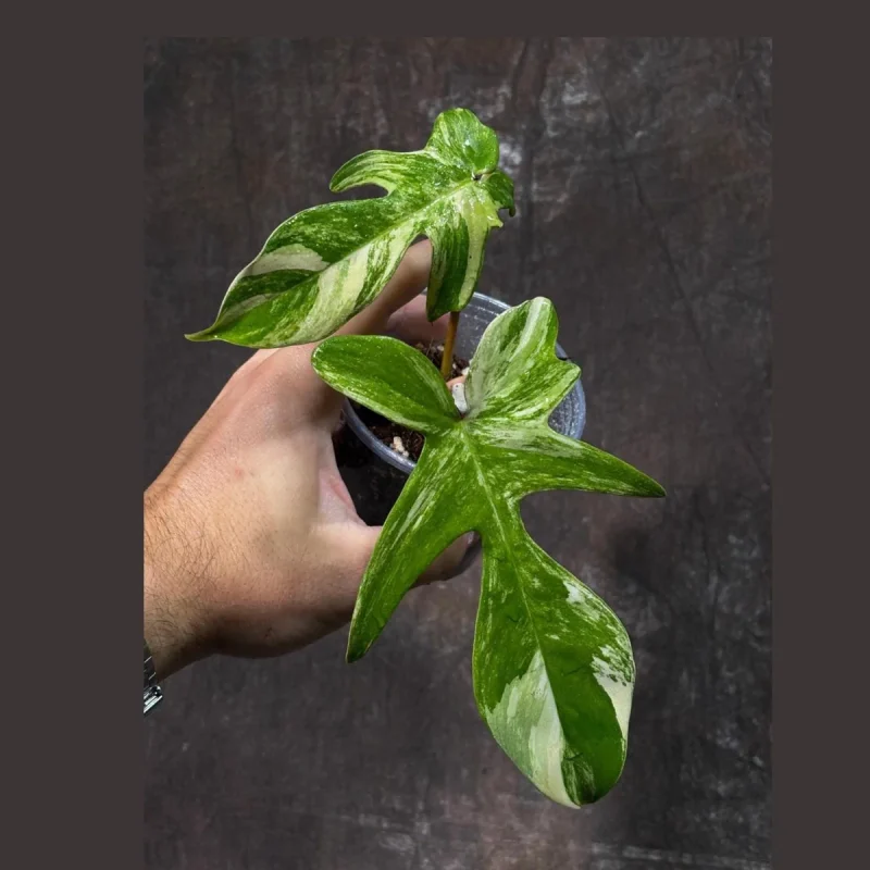 Variegated Philodendron Florida Beauty Live Plant | Rare Aroid