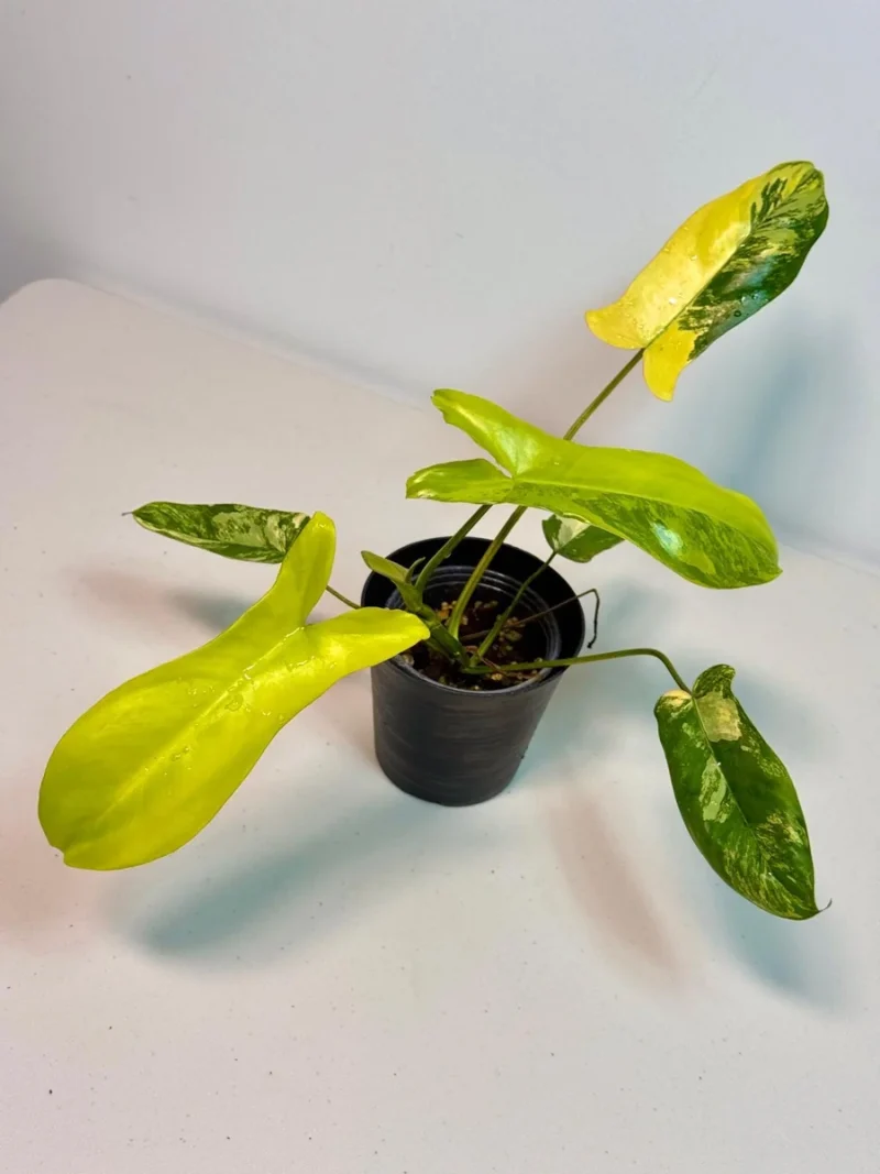 photinia robusta Robusta Photinia - Photinia robusta