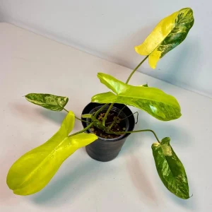 Philodendron Florida Beauty x Paraiso Verde Live Plant – Rare Variegated Indoor Plant - Image 3