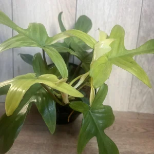 Philodendron Florida Ghost Mint Variegated Live Plant - 6 inch Pot - Indoor - Image 2