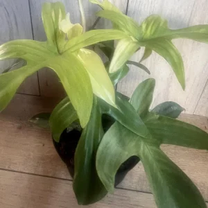 Philodendron Florida Ghost Mint Variegated Live Plant - 6 inch Pot - Indoor - Image 3